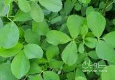 فروش یونجه