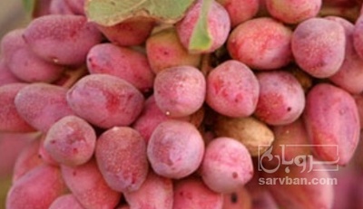 فروش پسته