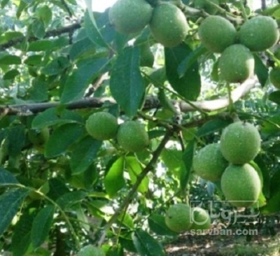 فروش گردو