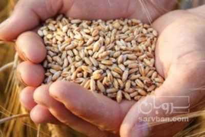 فروش گندم