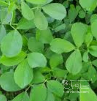 فروش یونجه