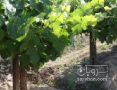 فروش انگور