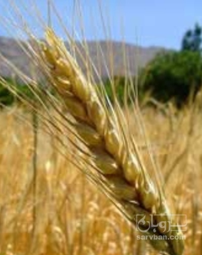 فروش گندم