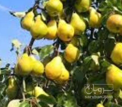 فروش گلابی