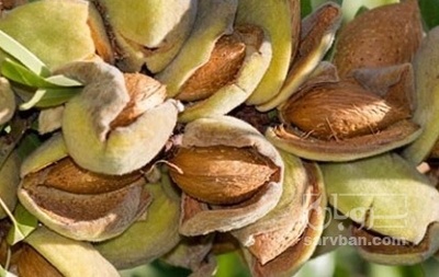 فروش بادام