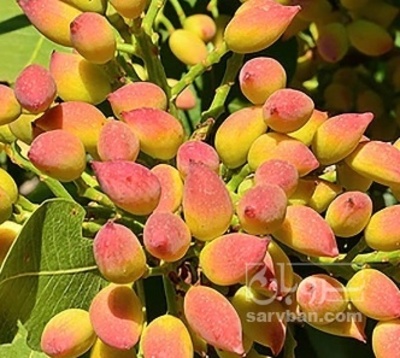 فروش پسته