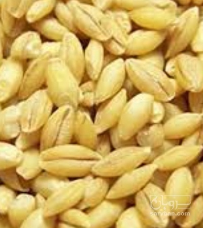 فروش گندم