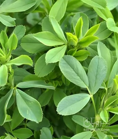 فروش یونجه