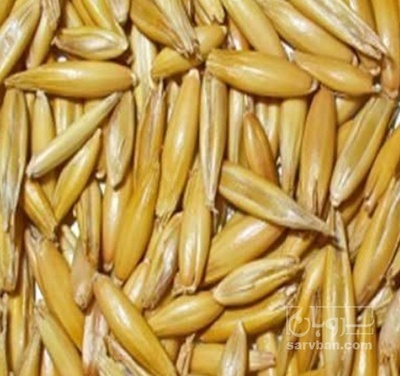 فروش جو