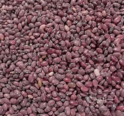 فروش لوبیا قرمز