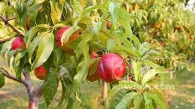 فروش شلیل