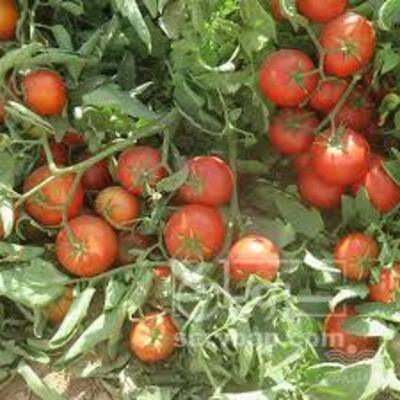 فروش گوجه فرنگی