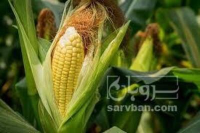 فروش ذرت