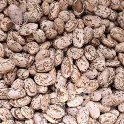 فروش لوبیا چیتی