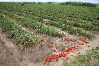 فروش گوجه فرنگی