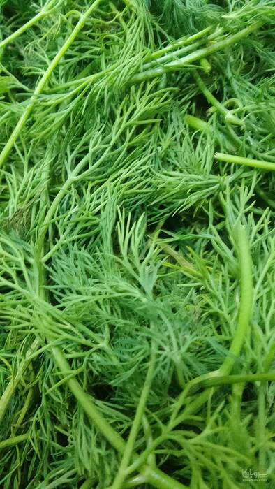 فروش شوید خشک (گیاه‌ دارویی)