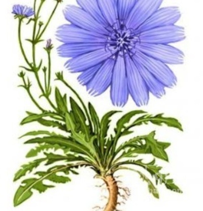 فروش عرق کاسنی