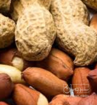 فروش بادام زمینی باقلاف