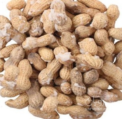 فروش بادام زمینی با قلاف
