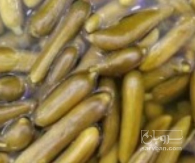 فروش خیار شورنول