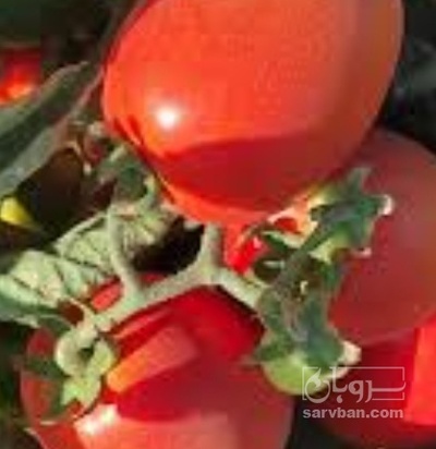 فروش گوجه فرنگی