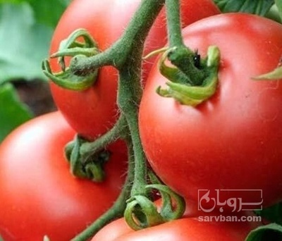 فروش گوجه فرنگی