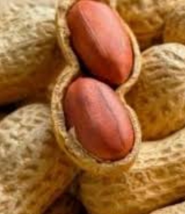 فروش بادام زمینی