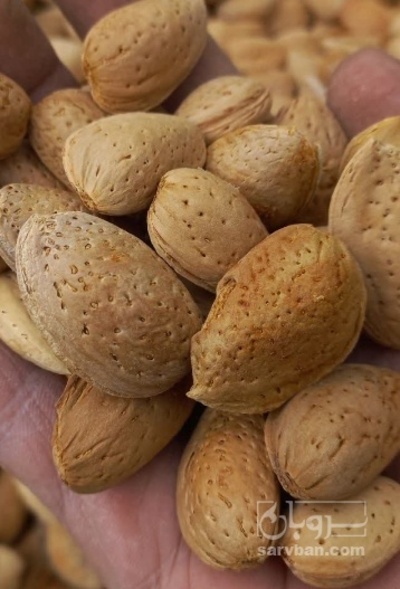 فروش بادام