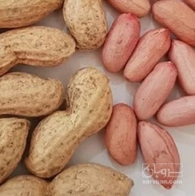 فروش بادام زمینی بذری