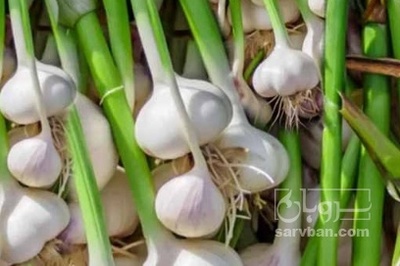 فروش سیر علفی