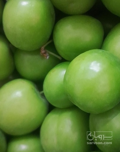 فروش گوجه سبز