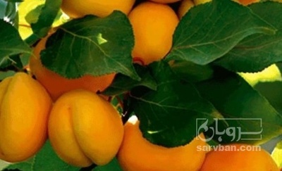 فروش زردآلو