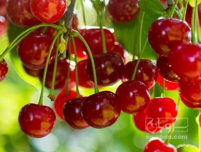 فروش آلبالو