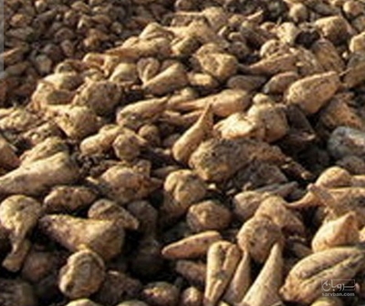 فروش چغندر قند