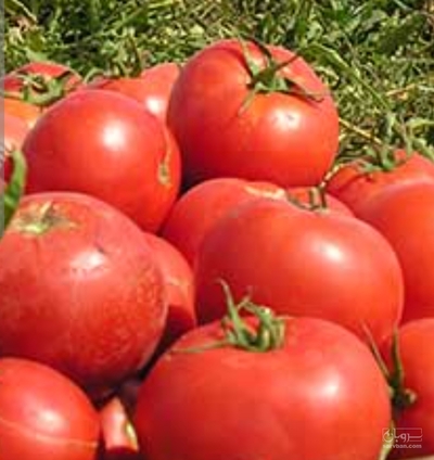 فروش گوجه فرنگی