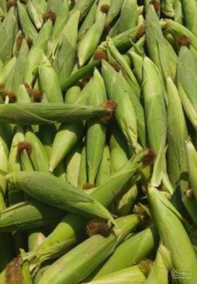 فروش چاپر ذرت - سیلاژ ذرت