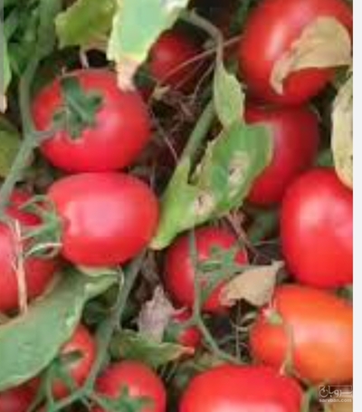 فروش گوجه فرنگی