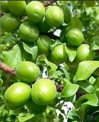 فروش گوجه سبز