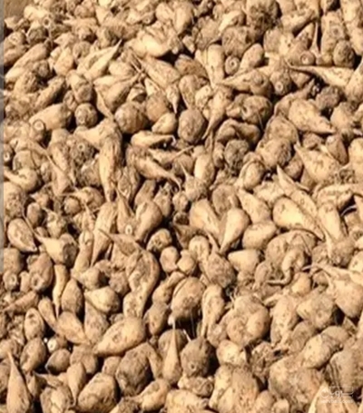 فروش چغندر قند