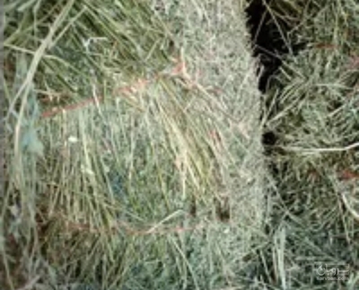 فروش یونجه