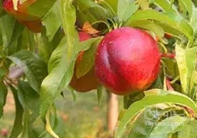 فروش شلیل سایه چین