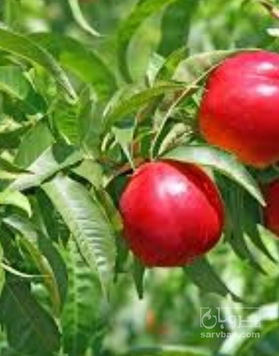 فروش شلیل شبرنگ مغانی