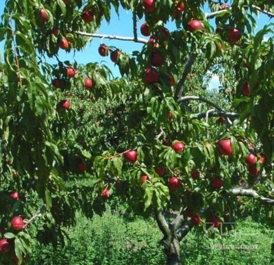 فروش شلیل شب رنگ سیبی