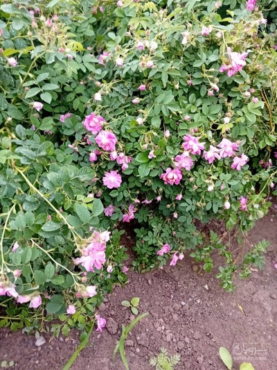 فروش گل محمدی (گیاه‌ دارویی)