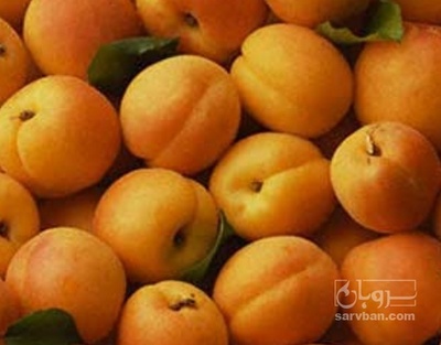 فروش زردآلو