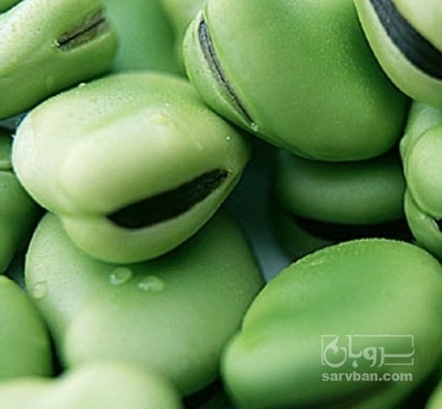 فروش باقلا تازه - باقالی - باقالا