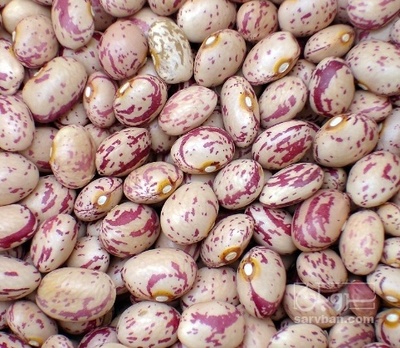 فروش لوبیا چیتی