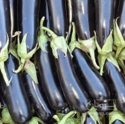 فروش بادمجان