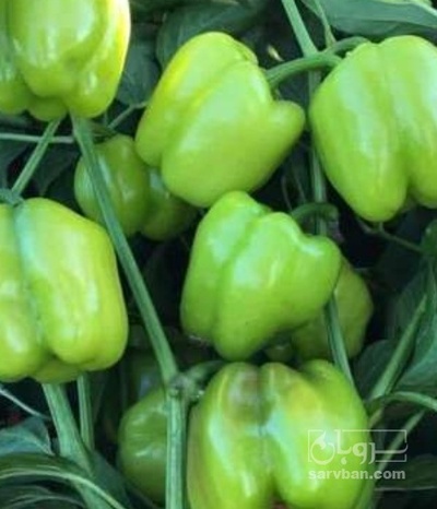 فروش فلفل دلمه ای