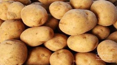 فروش سیب زمینی سانته